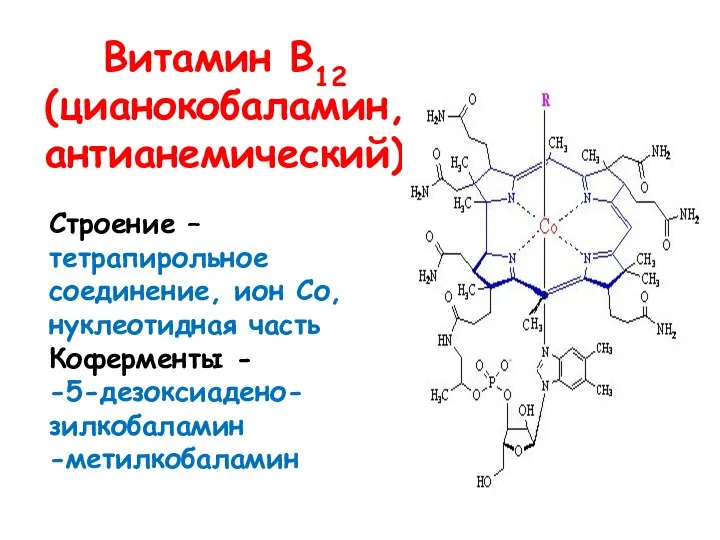 Витамин В12 (цианокобаламин, антианемический) Строение – тетрапирольное соединение, ион Со, нуклеотидная часть Коферменты - -5-дезоксиадено-зилкобаламин -метилкобаламин