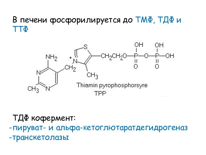 В печени фосфорилируется до ТМФ, ТДФ и ТТФ ТДФ кофермент: пируват- и альфа-кетоглютаратдегидрогеназ транскетолазы