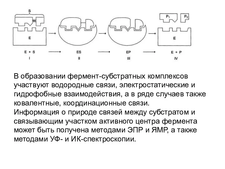 В образовании фермент-субстратных комплексов участвуют водородные связи, электростатические и гидрофобные взаимодействия,