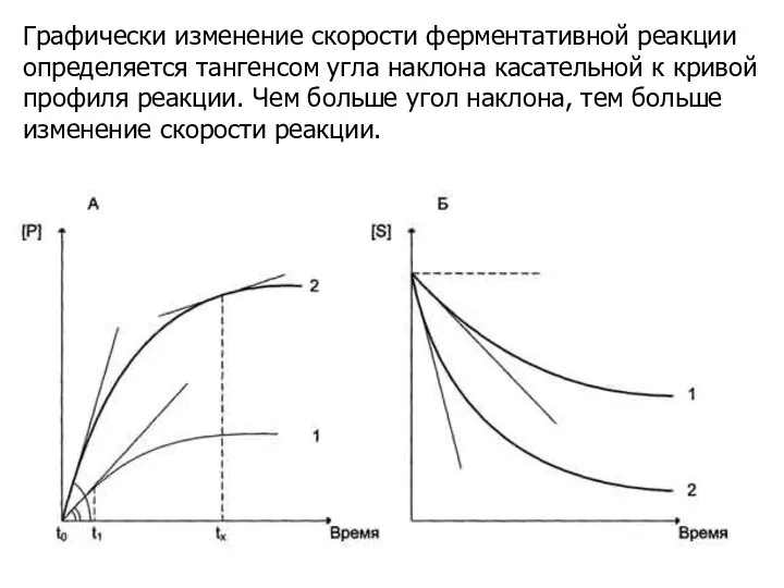 Графически изменение скорости ферментативной реакции определяется тангенсом угла наклона касательной к