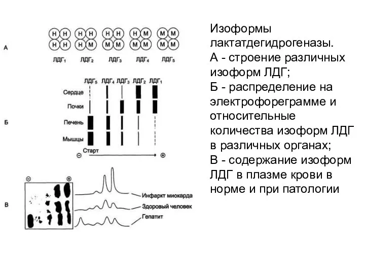 Изоформы лактатдегидрогеназы. А - строение различных изоформ ЛДГ; Б - распределение