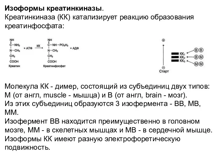 Изоформы креатинкиназы. Креатинкиназа (КК) катализирует реакцию образования креатинфосфата: Молекула КК -