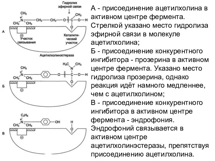 А - присоединение ацетилхолина в активном центре фермента. Стрелкой указано место