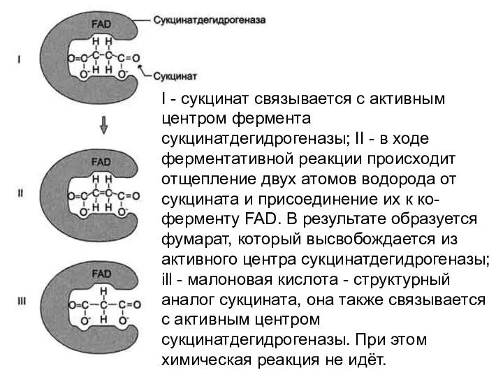 I - сукцинат связывается с активным центром фермента сукцинатдегидрогеназы; II -