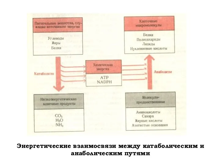 Энергетические взаимосвязи между катаболическим и анаболическим путями