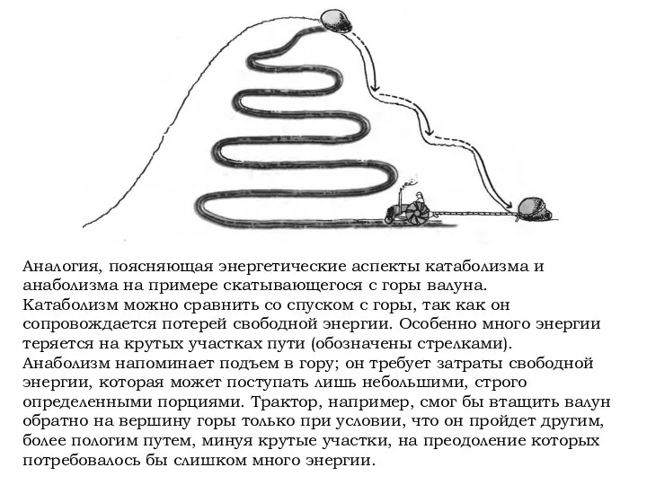 Аналогия, поясняющая энергетические аспекты катаболизма и анаболизма на примере скатывающегося с