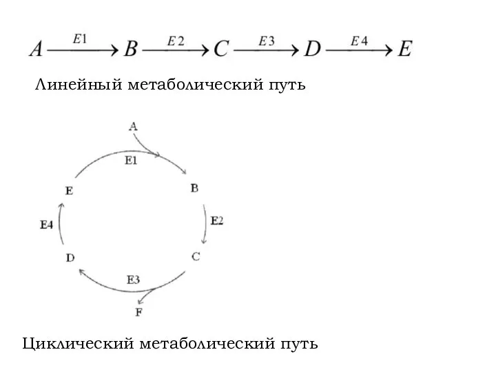 Линейный метаболический путь Циклический метаболический путь