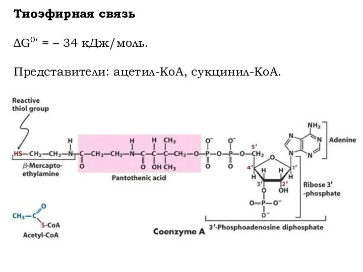 Тиоэфирная связь ΔG0′ = – 34 кДж/моль. Представители: ацетил-КоА, сукцинил-КоА.