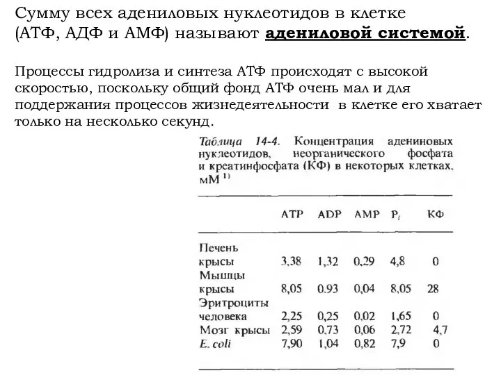 Сумму всех адениловых нуклеотидов в клетке (АТФ, АДФ и АМФ) называют