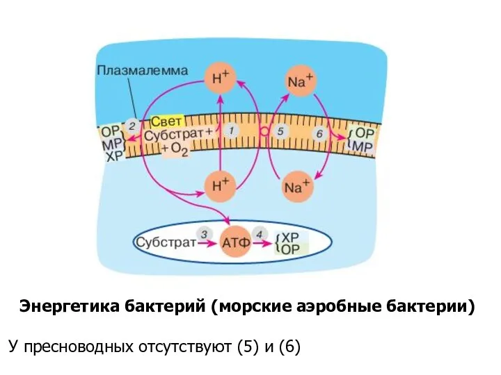 Энергетика бактерий (морские аэробные бактерии) У пресноводных отсутствуют (5) и (6)