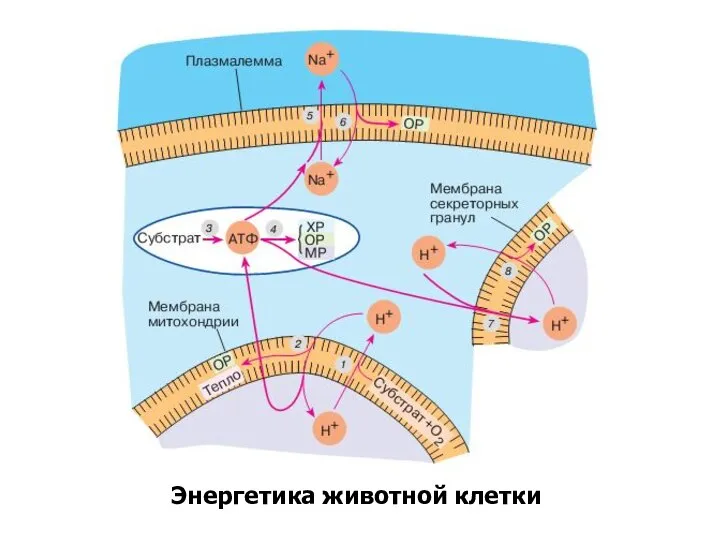 Энергетика животной клетки