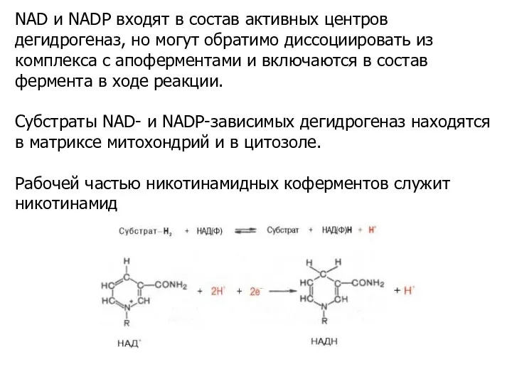 NAD и NADP входят в состав активных центров дегидрогеназ, но могут