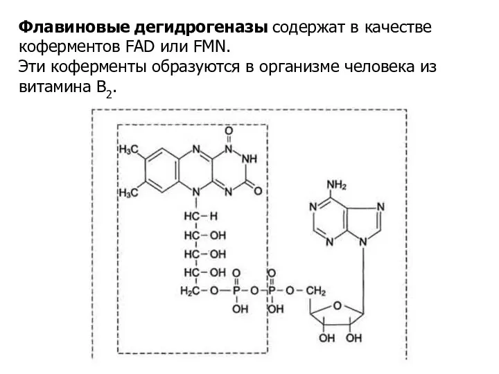 Флавиновые дегидрогеназы содержат в качестве коферментов FAD или FMN. Эти коферменты