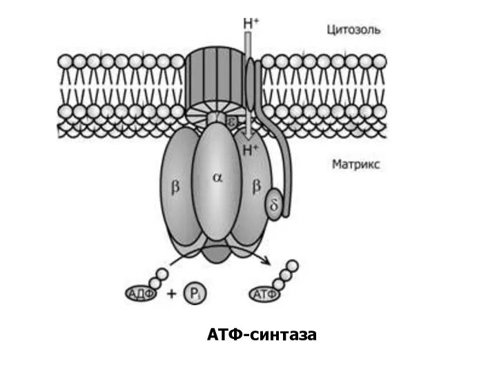 АТФ-синтаза