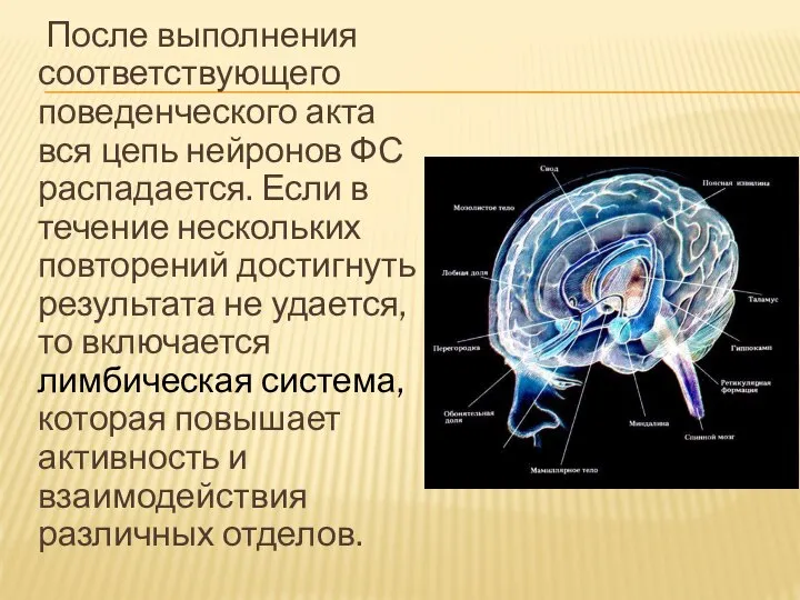 После выполнения соответствующего поведенческого акта вся цепь нейронов ФС распадается. Если