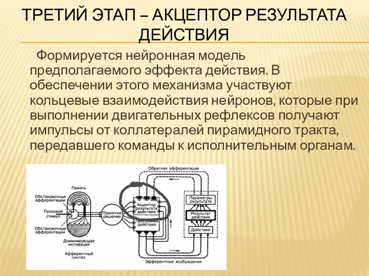 ТРЕТИЙ ЭТАП – АКЦЕПТОР РЕЗУЛЬТАТА ДЕЙСТВИЯ Формируется нейронная модель предполагаемого эффекта