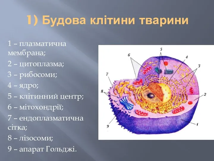 1) Будова клітини тварини 1 – плазматична мембрана; 2 – цитоплазма;