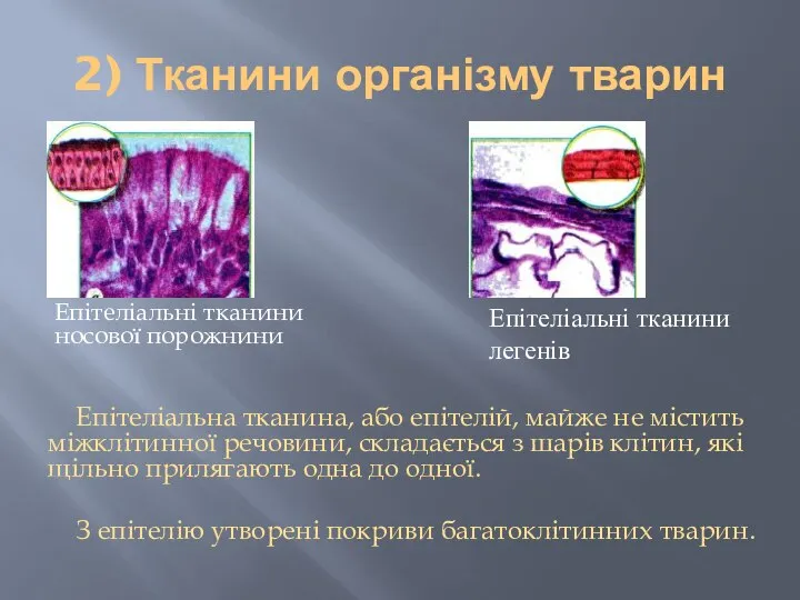 2) Тканини організму тварин Епітеліальні тканини носової порожнини Епітеліальна тканина, або