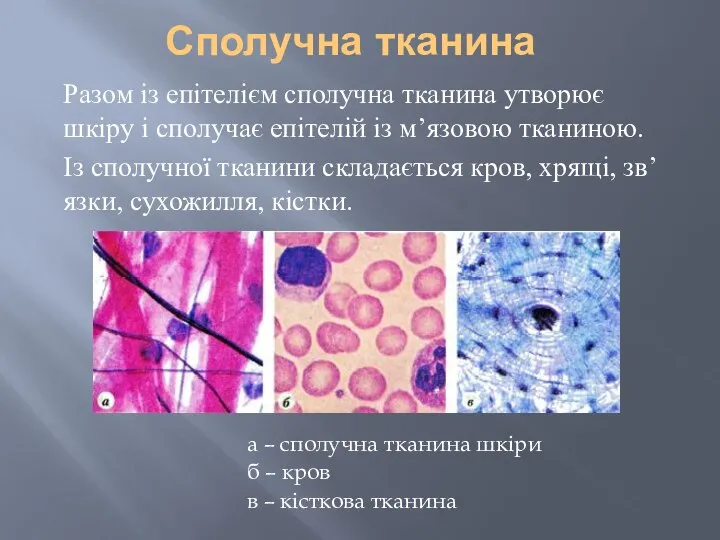 Сполучна тканина а – сполучна тканина шкіри б – кров в