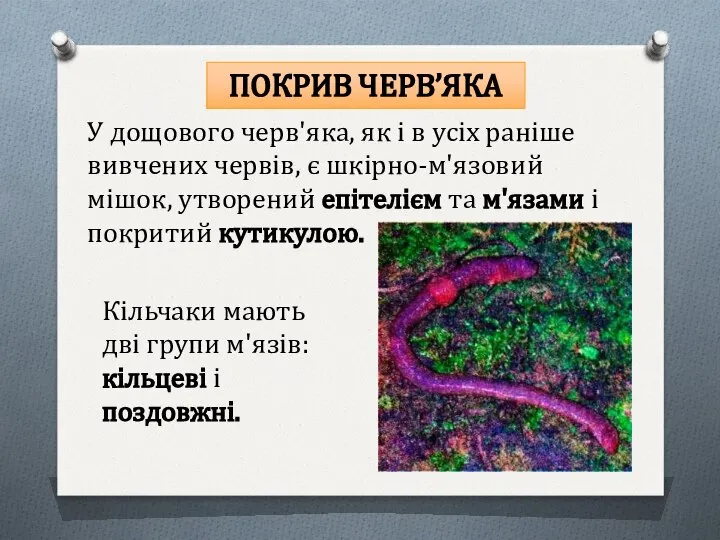 ПОКРИВ ЧЕРВ’ЯКА У дощового черв'яка, як і в усіх раніше вивчених