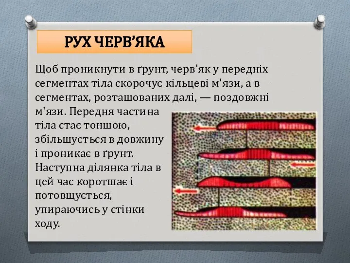 Щоб проникнути в ґрунт, черв'як у передніх сегментах тіла ско­рочує кільцеві