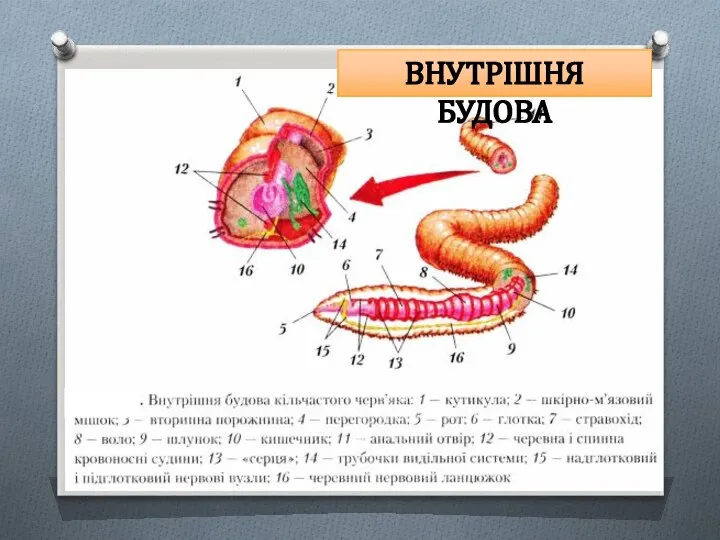 ВНУТРІШНЯ БУДОВА