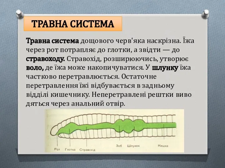 ТРАВНА СИСТЕМА Травна система дощового черв'яка наскрізна. Їжа через рот потрапляє