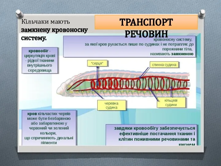 ТРАНСПОРТ РЕЧОВИН Кільчаки мають замкнену кровоносну систему.