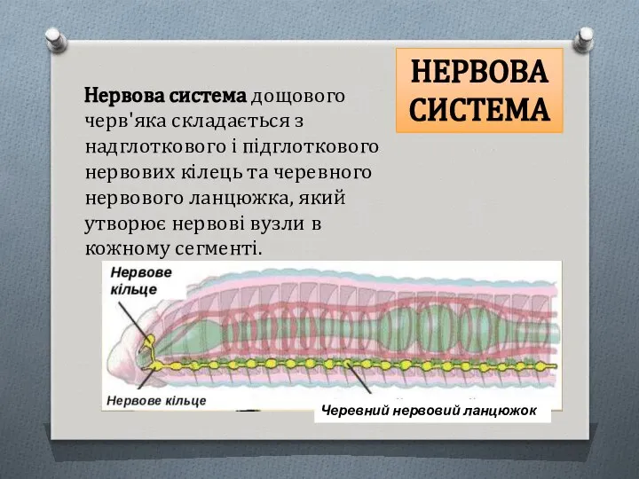 Нервова система дощового черв'яка складається з надглоткового і підглоткового нервових кілець