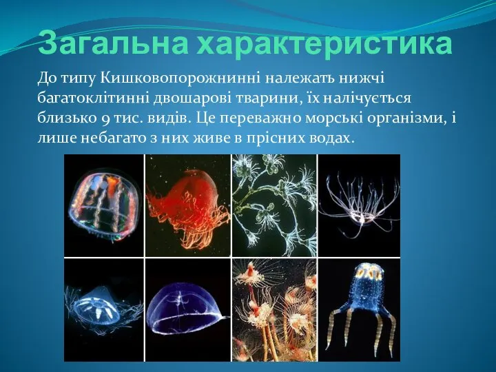 Загальна характеристика До типу Кишковопорожнинні належать нижчі багатоклітинні двошарові тварини, їх