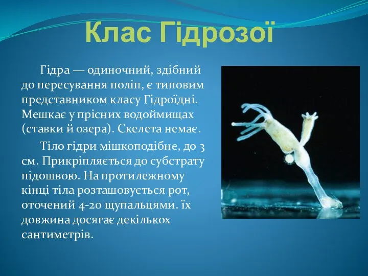 Клас Гідрозої Гідра — одиночний, здібний до пересування поліп, є типовим