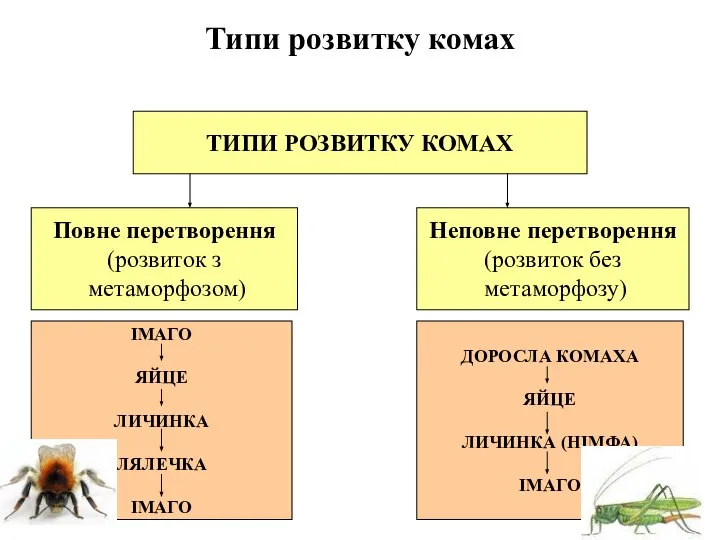 ТИПИ РОЗВИТКУ КОМАХ Типи розвитку комах Повне перетворення (розвиток з метаморфозом)