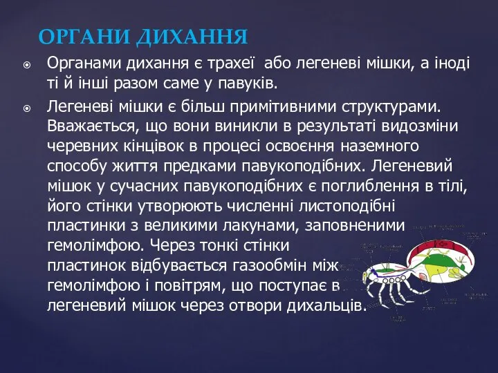 Органами дихання є трахеї або легеневі мішки, а іноді ті й