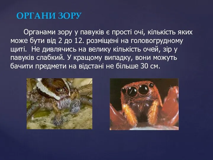 ОРГАНИ ЗОРУ Органами зору у павуків є прості очі, кількість яких