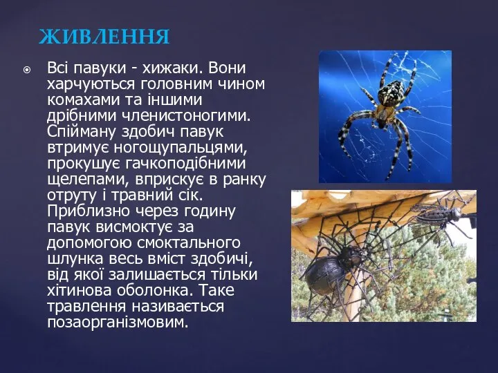 Всі павуки - хижаки. Вони харчуються головним чином комахами та іншими