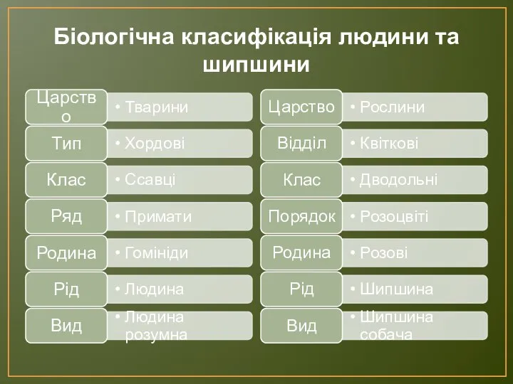 Біологічна класифікація людини та шипшини