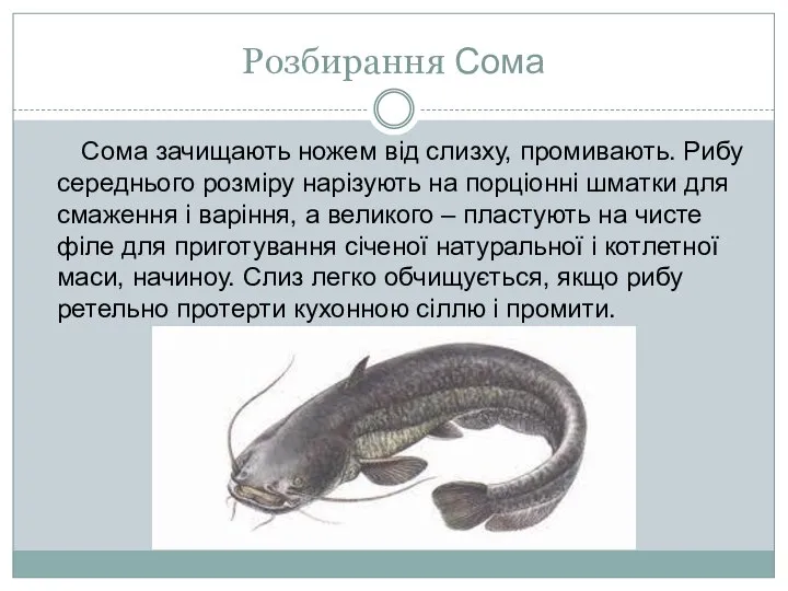 Розбирання Сома Сома зачищають ножем від слизху, промивають. Рибу середнього розміру