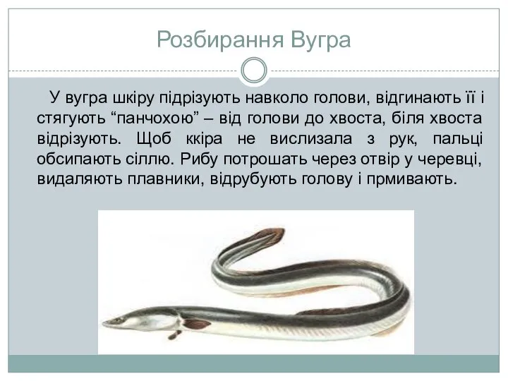 Розбирання Вугра У вугра шкіру підрізують навколо голови, відгинають її і