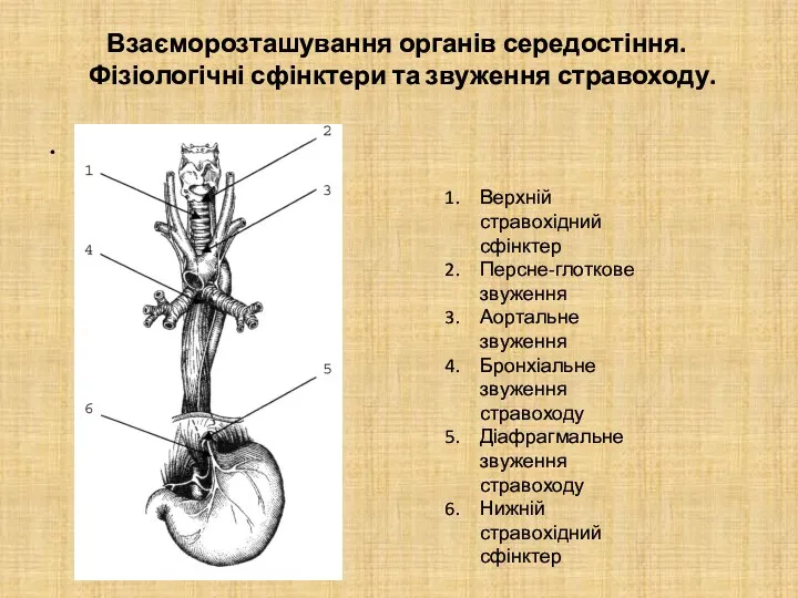 Взаєморозташування органів середостіння. Фізіологічні сфінктери та звуження стравоходу. Мал..1 Взаємовідносини з