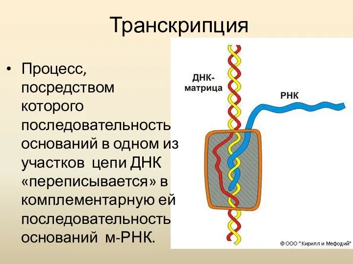 Транскрипция Процесс, посредством которого последовательность оснований в одном из участков цепи