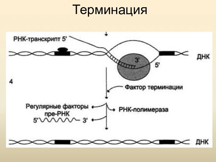 Терминация