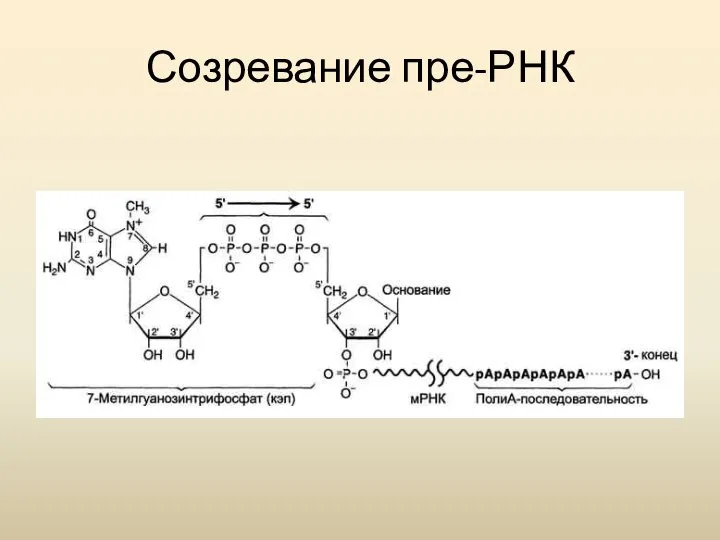 Созревание пре-РНК