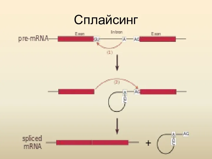 Сплайсинг