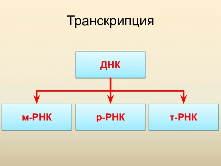 Транскрипция ДНК т-РНК р-РНК м-РНК