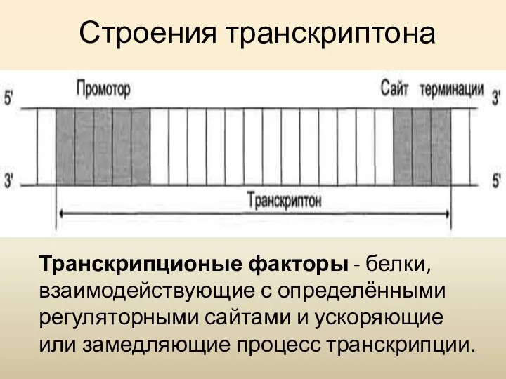 Строения транскриптона Транскрипционые факторы - белки, взаимодействующие с определёнными регуляторными сайтами