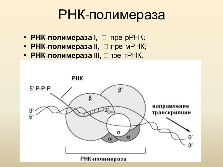 РНК-полимераза РНК-полимераза I, ? пре-рРНК; РНК-полимераза II, ? пре-мРНК; РНК-полимераза III, ?пре-тРНК.