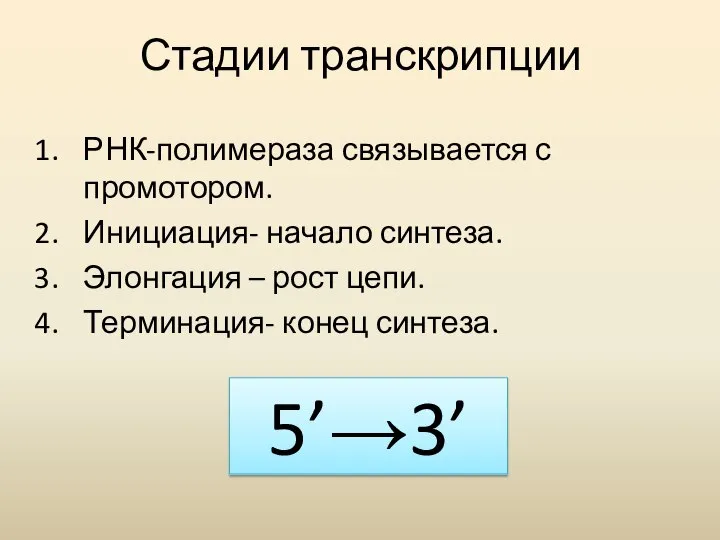 Стадии транскрипции РНК-полимераза связывается с промотором. Инициация- начало синтеза. Элонгация –