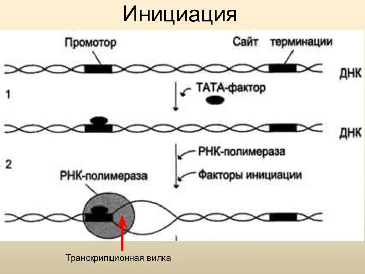 Инициация Транскрипционная вилка