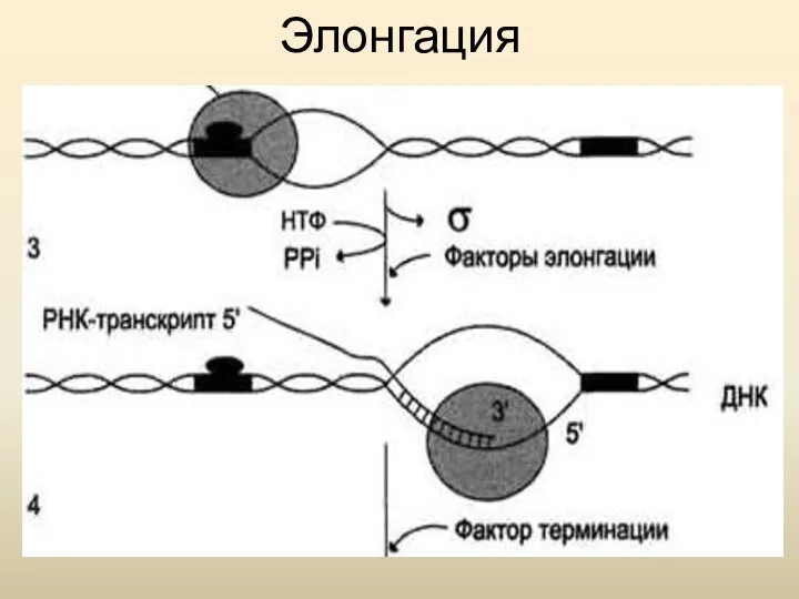 Элонгация