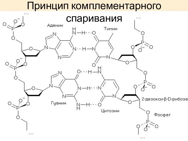 Принцип комплементарного спаривания